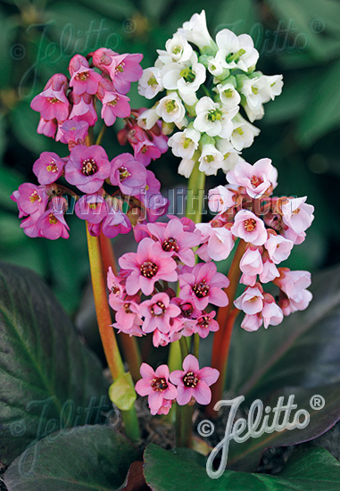 BERGENIA cordifolia  New Hybrids  cca.50 semien